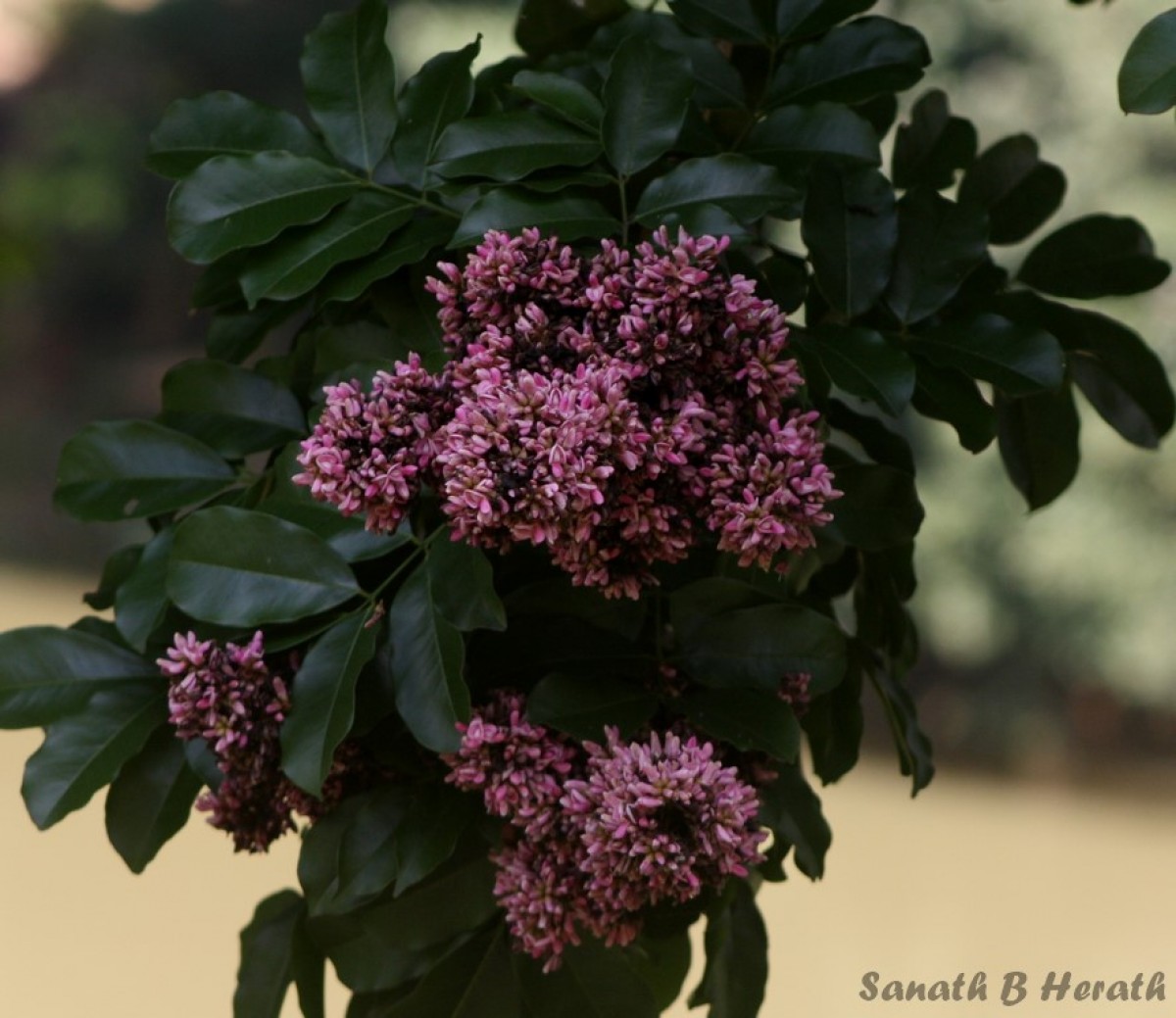 Andira inermis (W.Wright) DC.